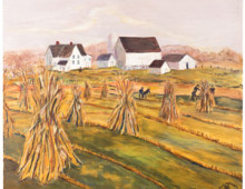 Amish Harvesting
